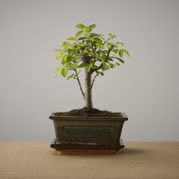 Bonsai of Oubaitori - Authentieke Bonsai - 4 jaar oud - Inclusief pot & Schaal van Japans keramiek - Soort: Zelkova Parfiflora - The Bonsaïst
