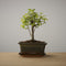 Bonsai of Oubaitori - Authentieke Bonsai - 4 jaar oud - Inclusief pot & Schaal van Japans keramiek - Soort: Zelkova Parfiflora - The Bonsaïst
