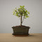 Bonsai of Oubaitori - Authentieke Bonsai - 4 jaar oud - Inclusief pot & Schaal van Japans keramiek - Soort: Zelkova Parfiflora - The Bonsaïst
