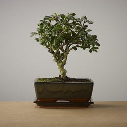 Bonsai of Renai - Authentieke Bonsai - 5 jaar oud - Inclusief pot & Schaal van Japans keramiek - Soort: Carmona Macrofila- The Bonsaïst