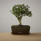 Bonsai of Renai - Authentieke Bonsai - 5 jaar oud - Inclusief pot & Schaal van Japans keramiek - Soort: Carmona Macrofila- The Bonsaïst