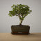 Bonsai of Renai - Authentieke Bonsai - 5 jaar oud - Inclusief pot & Schaal van Japans keramiek - Soort: Carmona Macrofila- The Bonsaïst