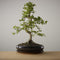 Bonsai of Ukiyo - Carmona Macrofila - The Bonsaïst - 13- 15 Years, 35cm