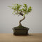 Bonsai of Yugen - Authentieke Bonsai - 5 jaar oud - Inclusief pot & Schaal van Japans keramiek - Soort: Ficus Retusa - The Bonsaïst