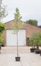 Bontbladige amberboom Liquidambar st. Silver King h 250 cm st. omtr...