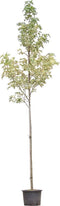 Bontbladige amberboom Liquidambar st. Silver King h 250 cm st. omtr...