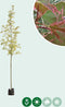 Bontbladige Noorse esdoorn | Acer pl. 'Drummondii' 6-10 cm | Bomenbezorgd.nl