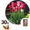 Plant in a Box - Tulipa Hemisphere - Bloembollen x30 - Tulp - Roze / Wit / Rood - Hollandse Tulpen