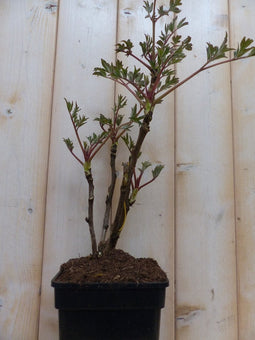 Boompioen roze