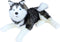 Boony Natural Decoration pluche husky 53 cm liggendGebr. de Boon