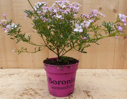 Boronia plant