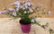 Boronia plant