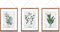Botanische Poster Set Van 3 Met Lijsten - Groenten Planten Print - Met Passe Partout - 38x48