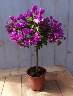 Bougainvillea roze op stam 70 cm