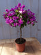 Bougainvillea roze op stam 70 cm