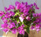 Bougainvillea roze op stam 70 cm