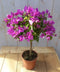 Bougainvillea roze op stam 70 cm
