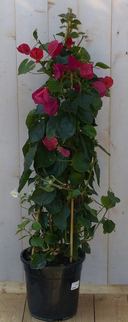 Bougainvillea roze op stok 120