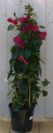 Bougainvillea roze op stok 120