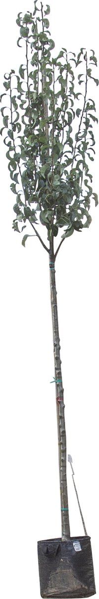 Grote perenboom Gieser Wildeman | Pyrus c. Gieser Wildeman 10-14 cm | Bomenbezorgd.nl