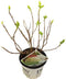 Hello Plants Hydrangea Arborescens Strong Annabelle Hortensia - Wit - Ø 19 cm - Hoogte: 30 cm
