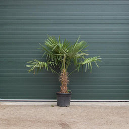Chinese waaierpalm - Trachycarpus Fortunei 50 cm stamhoogte