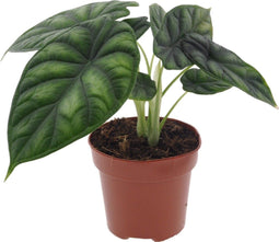 Plant in a Box - Alocasia Dragon Scale - Aracea - Tropische Kamerplant - Pot 12cm - Hoogte 30-40cm