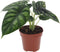 Plant in a Box - Alocasia Dragon Scale - Aracea - Tropische Kamerplant - Pot 12cm - Hoogte 30-40cm