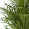 Goudpalm ↨ 110cm - hoge kwaliteit planten