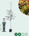 Rode beuk | Fagus syl. 'Atropunicea' 14-18 cm | Bomenbezorgd.nl