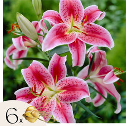 Plant in a Box - Lilium orientalis 'Stargazer' - Set van 6 - Lelie - Bloemknollen - Nazomerbloeiers - Knol - Wit, Roze, Paars, Geel