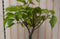 Catalpa bungei 150 cm