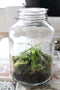 Growing Concepts DIY Duurzaam Ecosysteem Weckpot 5L - Planten - Biophytum Sensitivum - H28xØ18cm