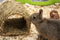 Happy Pet Grassy Tunnel - 22X20X15 CM