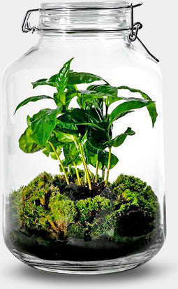 Growing Concepts DIY Duurzaam Ecosysteem Weckpot 5L - Planten - Coffea Arabica - H28xØ18cm