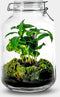 Growing Concepts DIY Duurzaam Ecosysteem Weckpot 5L - Planten - Coffea Arabica - H28xØ18cm
