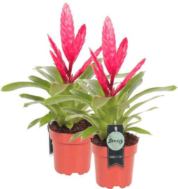 Breasy® - Bromelia Vriesea Intenso Pink Double - Kamerplant in Kwekers Pot ø12 cm - Hoogte Bromelia ↕ 40 cm