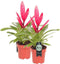 Breasy® - Bromelia Vriesea Intenso Pink Double - Kamerplant in Kwekers Pot ø12 cm - Hoogte Bromelia ↕ 40 cm