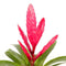 Breasy® - Bromelia Vriesea Intenso Pink Double - Kamerplant in Kwekers Pot ø12 cm - Hoogte Bromelia ↕ 40 cm