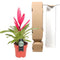 Breasy® - Bromelia Vriesea Intenso Pink Double - Kamerplant in Kwekers Pot ø12 cm - Hoogte Bromelia ↕ 40 cm