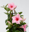 Plant in a Box - Mandeville 'Rio Hot Pink' - Dipladenia - Bloeiende tuinplant - Klimplant - Terras- en balkon plant - Pot 17cm - Hoogte 60-70cm