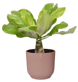 Brighamia insignis ‘Hawaii Palm’ in ELHO ® Vibes Fold Rond (delicaat roze)