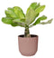 Brighamia insignis ‘Hawaii Palm’ in ELHO ® Vibes Fold Rond (delicaat roze)