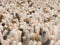 Brink en Campman Dots 170531 200x300 cm
