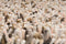 Brink en Campman Rocks 70531 170x240 cm