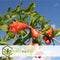 Plant in a Box - Punica granatum 'Early' - Granaatappelboom - Fruitboom met glanzende bladeren - Pot 21cm - Hoogte 60-70cm