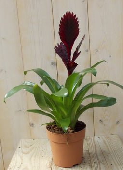 Bromelia donkerrood 30 cm