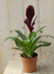 Bromelia donkerrood 30 cm