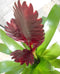 Bromelia donkerrood 30 cm