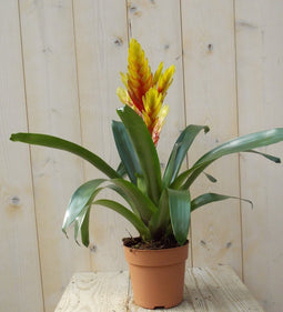 Bromelia geel/rood 30 cm